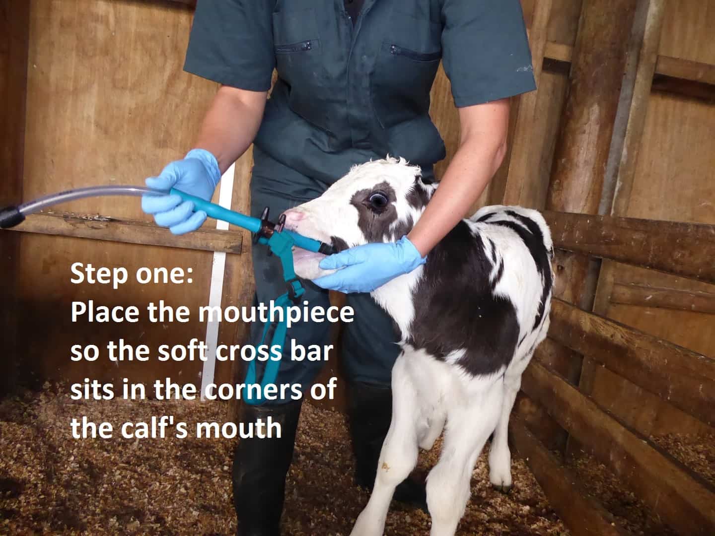 Trusti Tuber Calf Feeding Starter Pack - Image 3