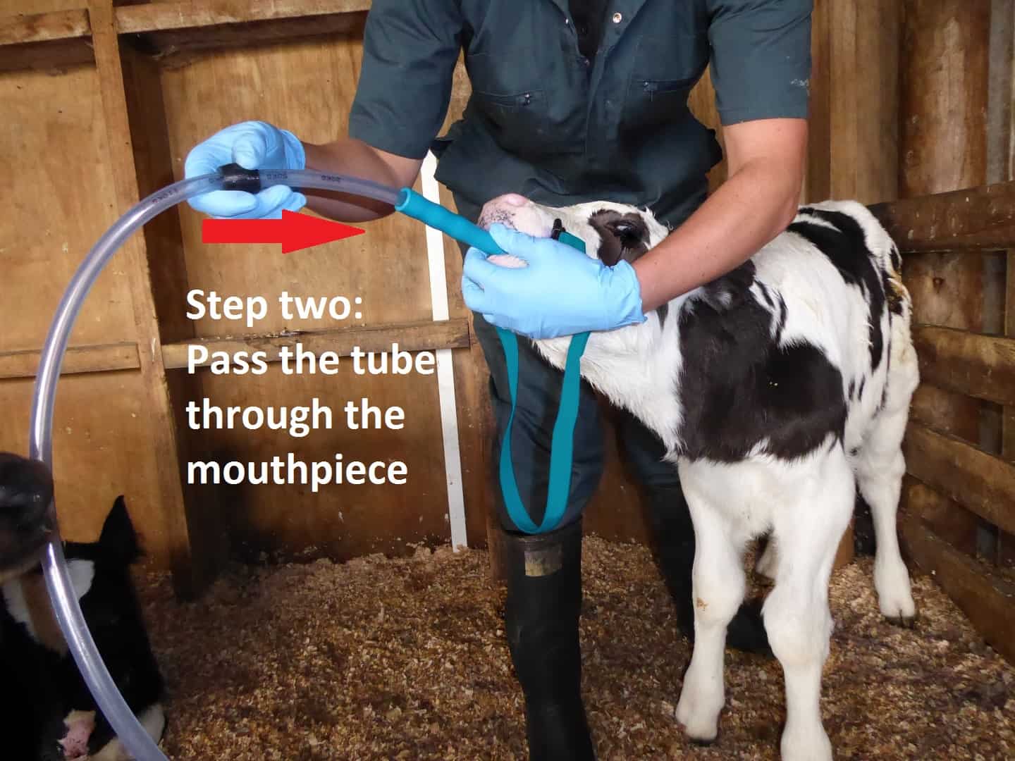 Trusti Tuber Calf Feeding Starter Pack - Image 4