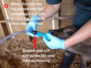 Trusti Tuber Calf Feeding Starter Pack - Image 5