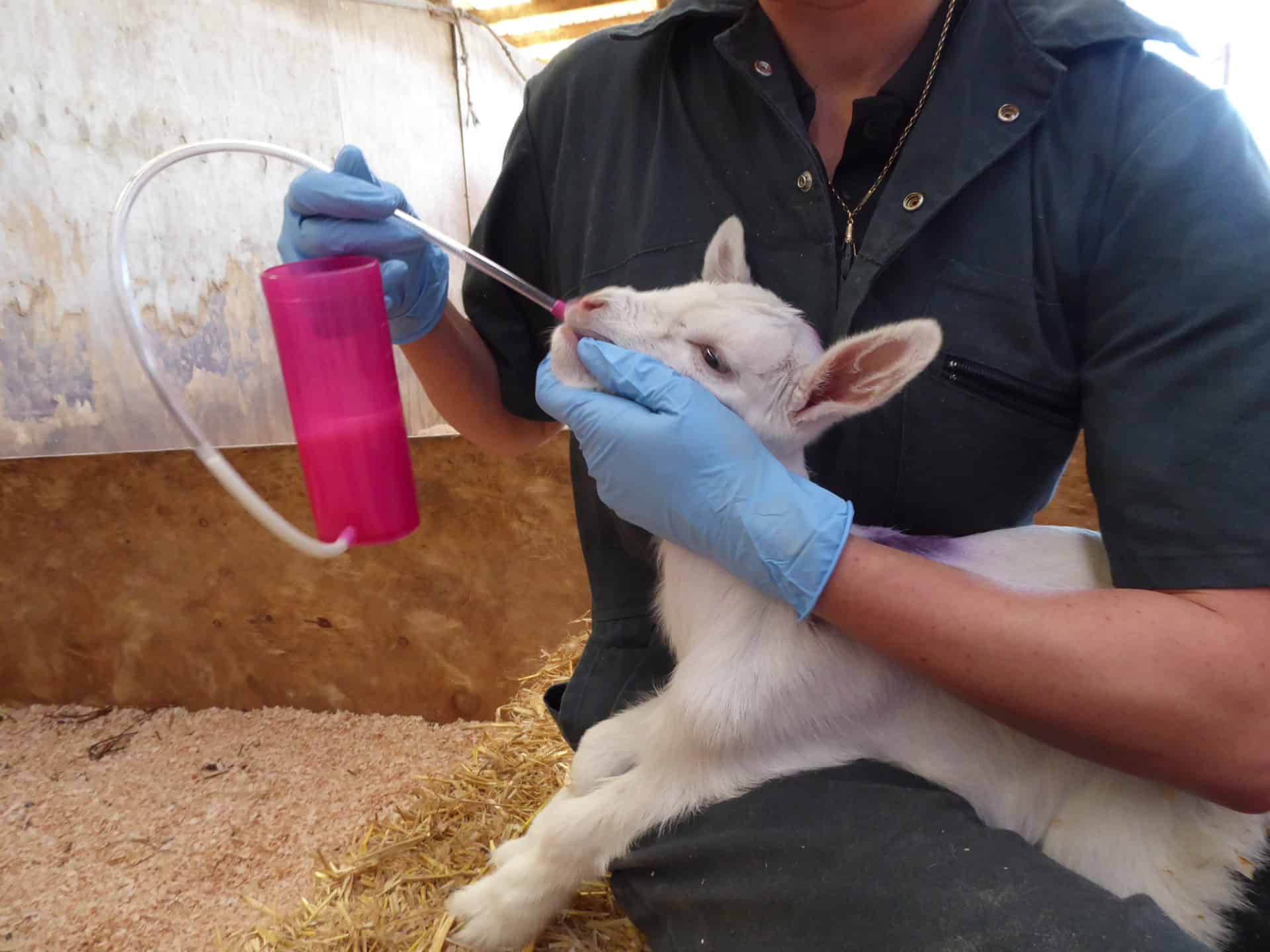 Trusti Tuber for Lamb and Goat