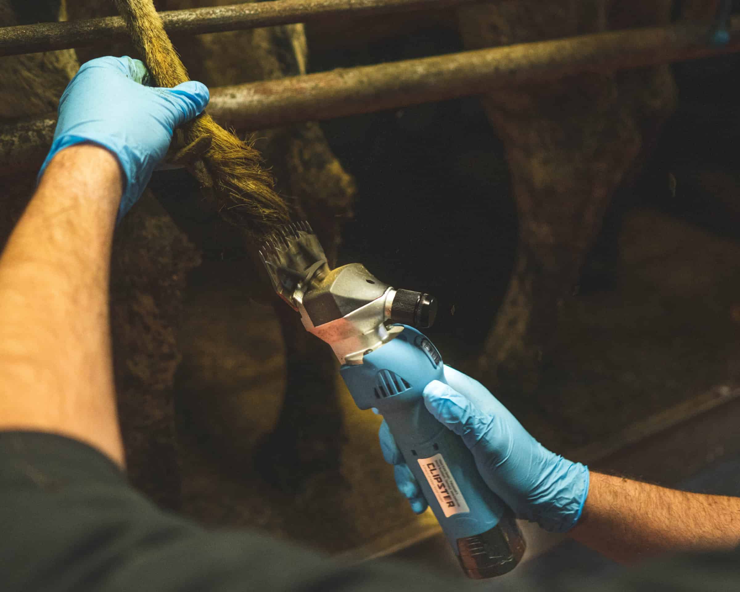 Clipster Cordless Clipper